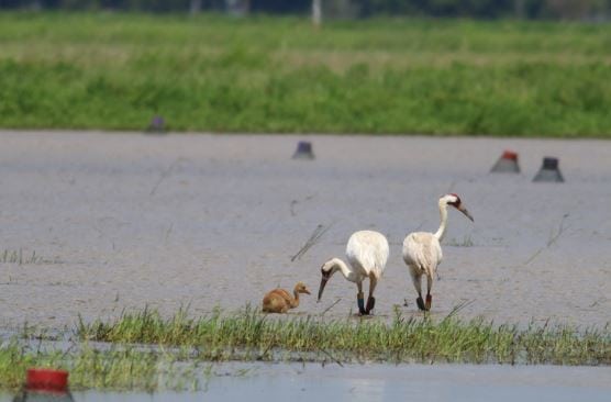 Five whooping crane chicks have hatched and fledged this summer in southwest Louisiana, marking a major milestone in the Louisiana Department of Wildlife and Fisheries whooping crane reintroduction project. The five chicks are the most to hatch in one year in the nascent project, which launched in 2011.