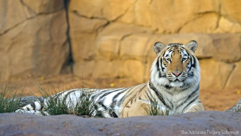 Mike VII - LSU Mascot