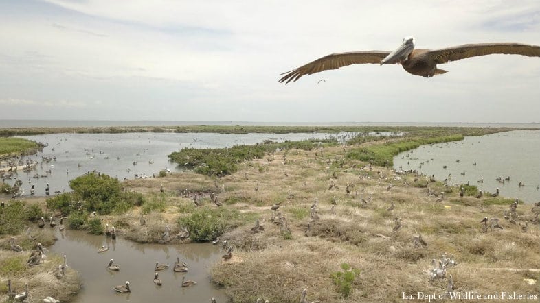 Louisiana seeks to make more room for namesake pelicans