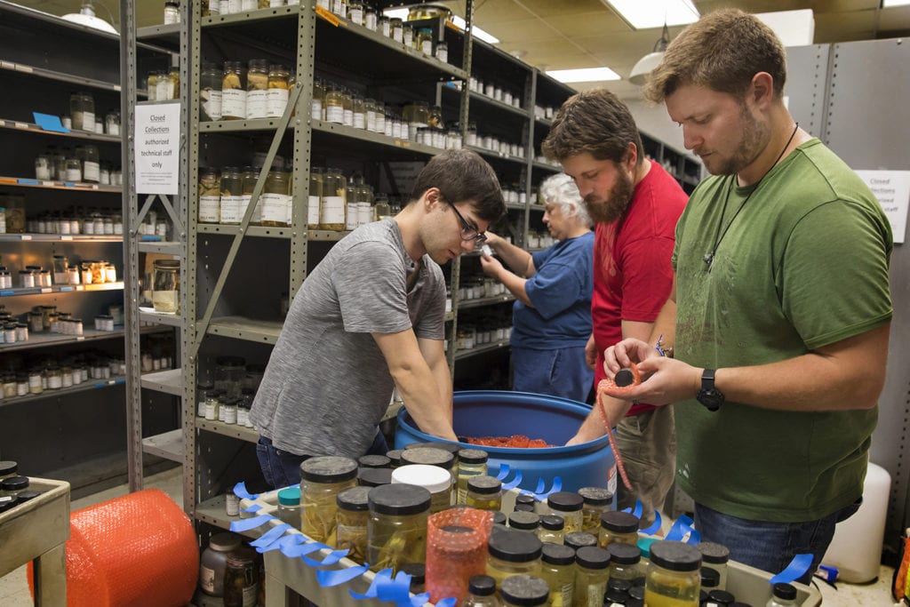 Technicians from the Smithsonian Institution's National Museum of Natural History pack specimens from the University of Louisiana at Lafayette Zoological Crustacean Collection on Wednesday, Oct. 17, 2018, in Billeaud Hall on campus. The Smithsonian has accepted the collection into its holdings. From left are Adam Stergis, Karen Reed, Simon Pecnik and Marshall Boyd. (Photo credit: Doug Dugas / University of Louisiana at Lafayette)