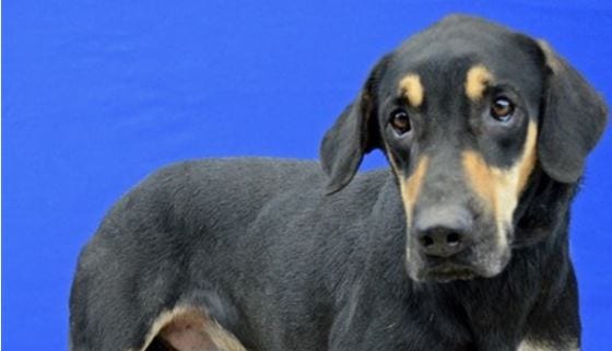 Lafayette Animal Shelter Open this Saturday for Adoptions