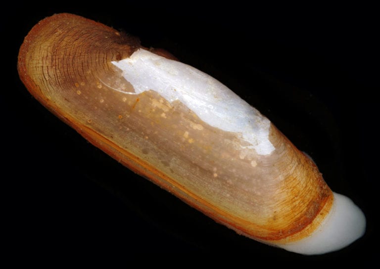 Clams don’t mess around after oil spills, UL researchers find