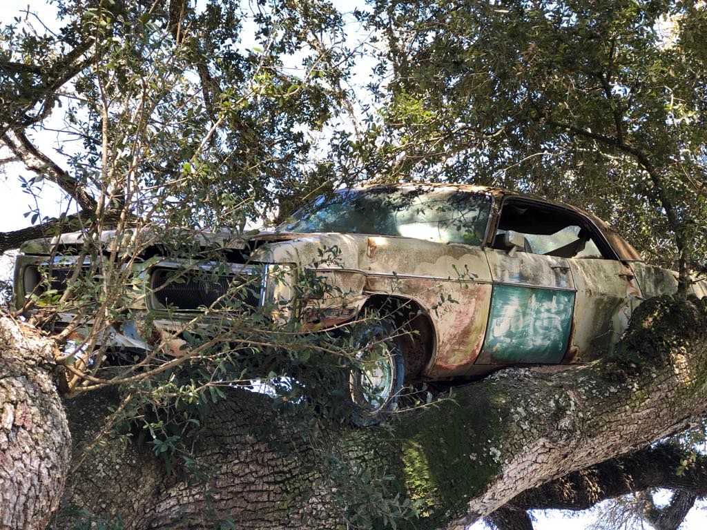 Car in old oak tree in Vermilion Parish comes down