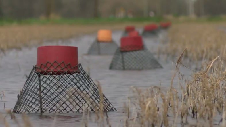 The Crawfish Farmers of Robert’s Cove: What’s Your Story