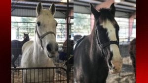 parade horses