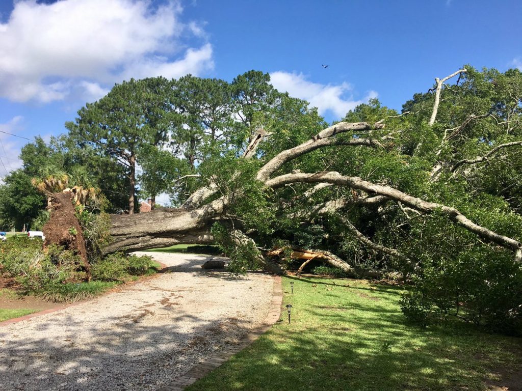 A tree fell on a house in the 1000 block of La Neuville Road (Photo: LPSO)